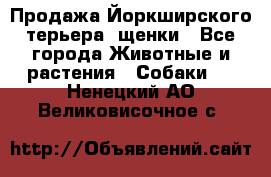 Продажа Йоркширского терьера, щенки - Все города Животные и растения » Собаки   . Ненецкий АО,Великовисочное с.